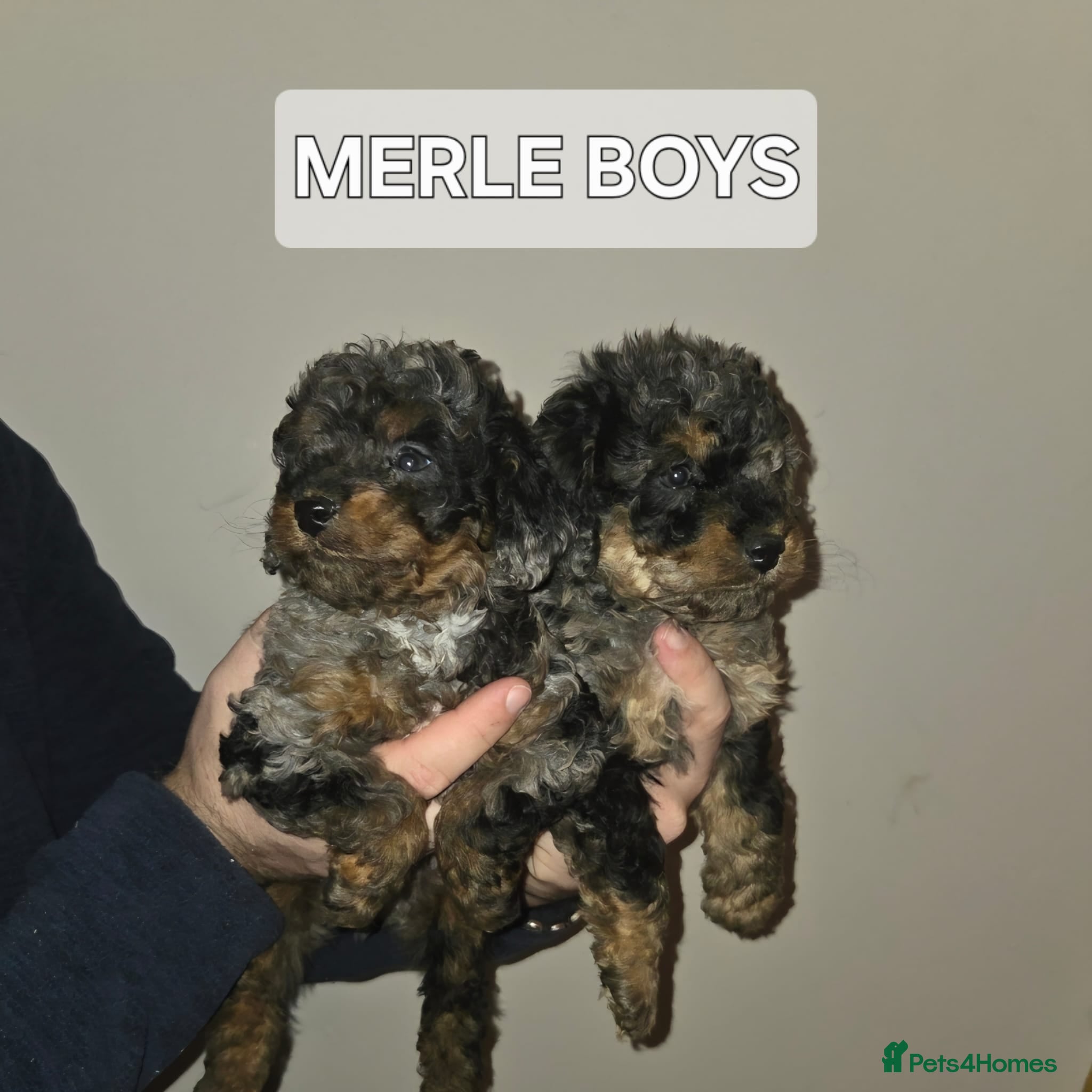 Cavapoo dogs Health tested stunning cavapoo puppies - Advert 2