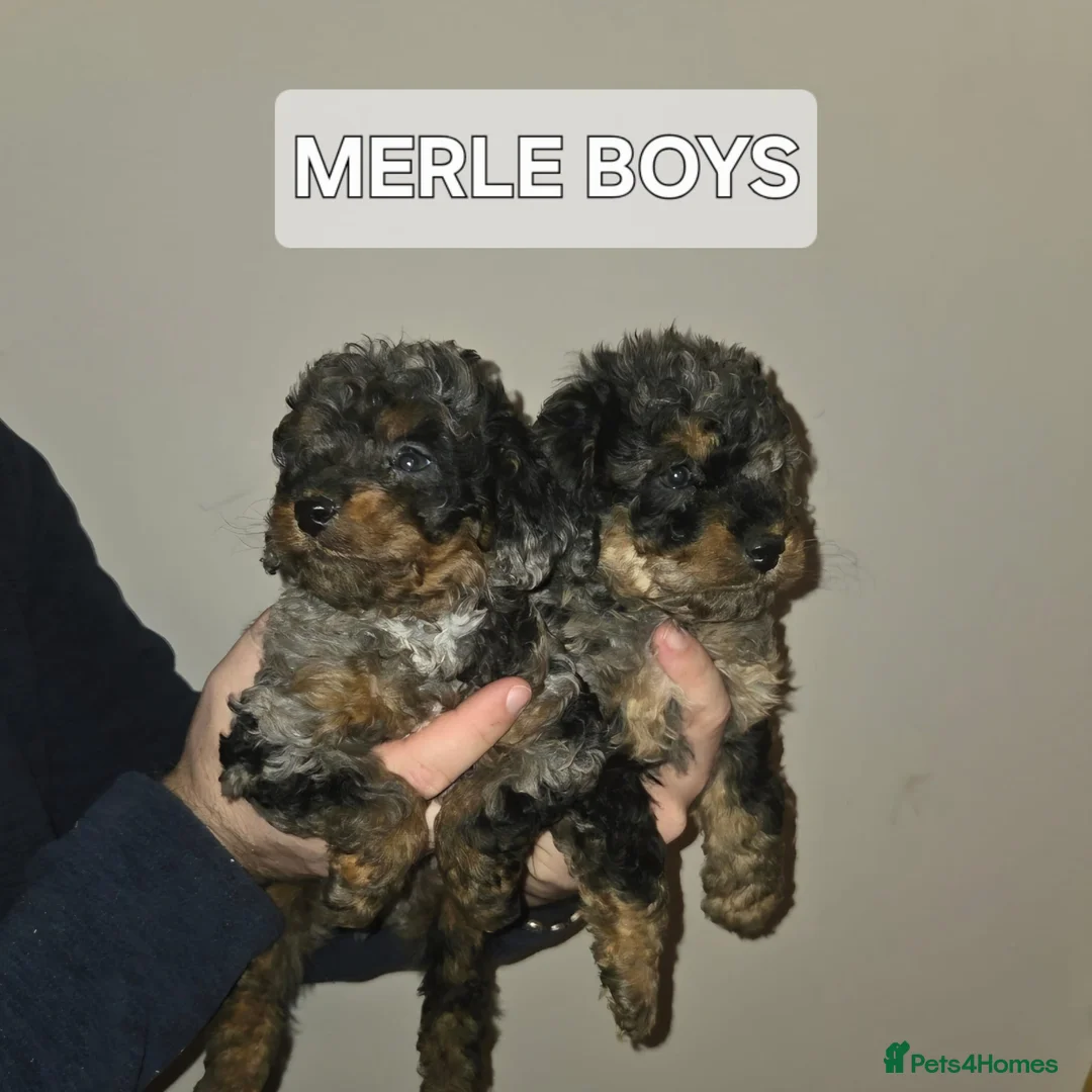 Cavapoo dogs for sale: Health tested stunning cavapoo puppies - Advert 1