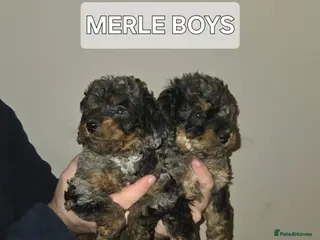 Cavapoo dogs Health tested stunning cavapoo puppies - Advert 2