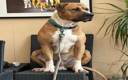 Mixed Breed dogs for sale: American Bulldog Mix - Image 4