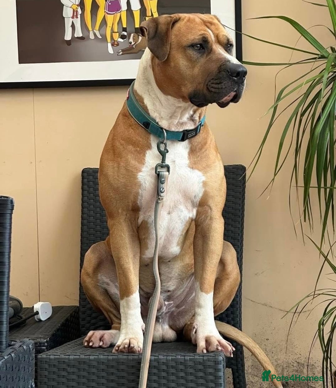 Mixed Breed dogs for sale: American Bulldog Mix - Image 4