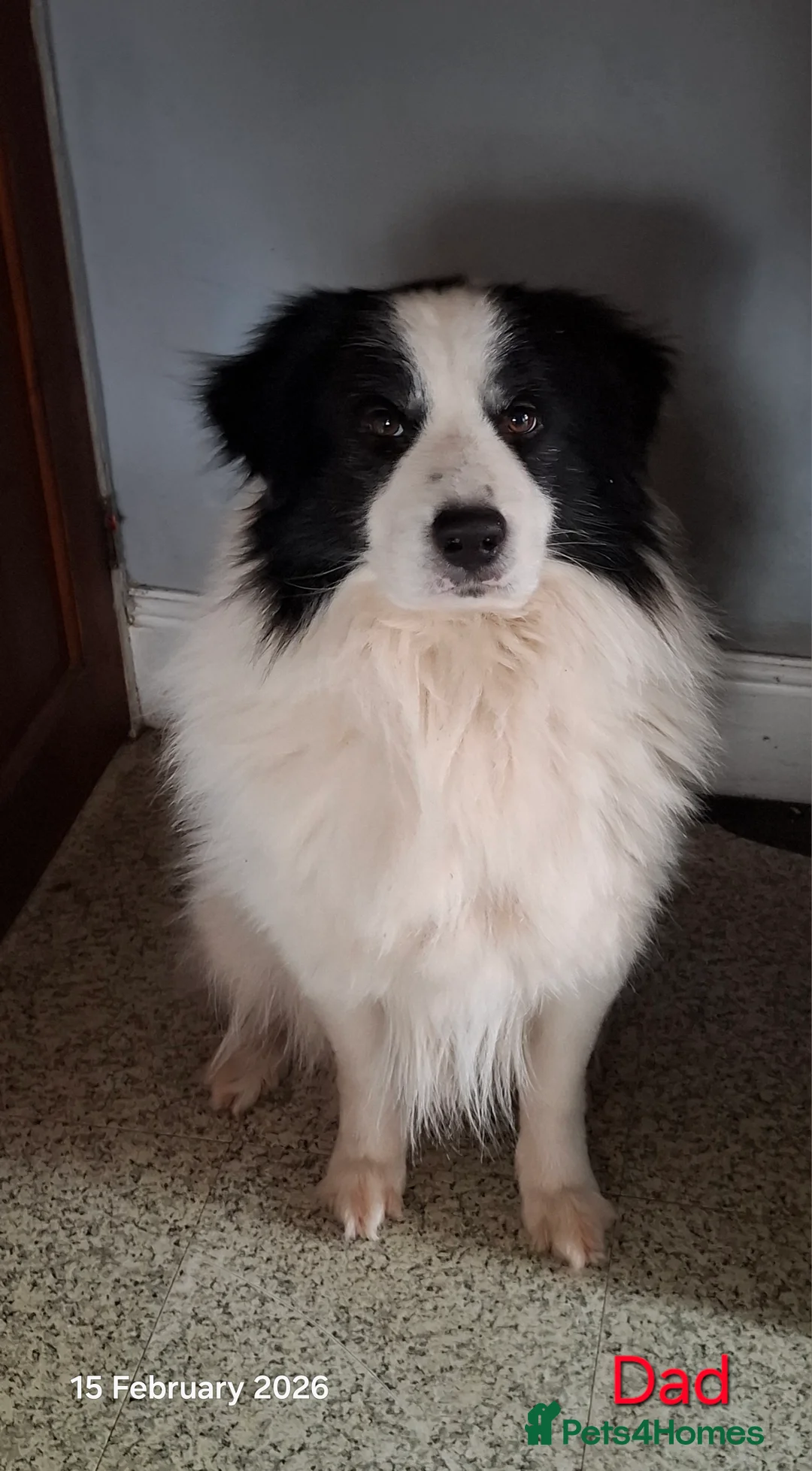 Samoyed dogs for sale: Samoyed x Border Collie Hybrid pups - Advert 5