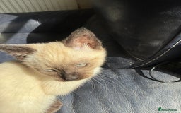 Ragdoll cats for sale: ADORABLE RAGDOLL POLYDACTYL KITTENS - READY NOW - Image 37