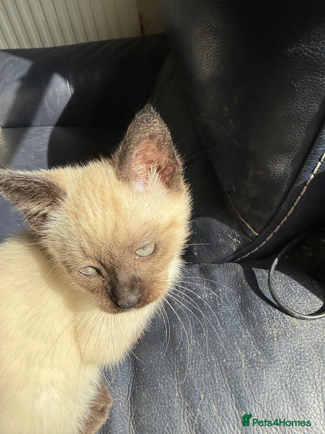 Ragdoll cats for sale: ADORABLE RAGDOLL POLYDACTYL KITTENS - READY NOW - Image 37