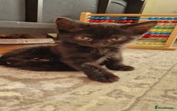 British Shorthair cats for sale: Kitties looking for new homes... - Advert 5