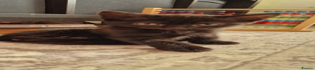 British Shorthair Kitten 3