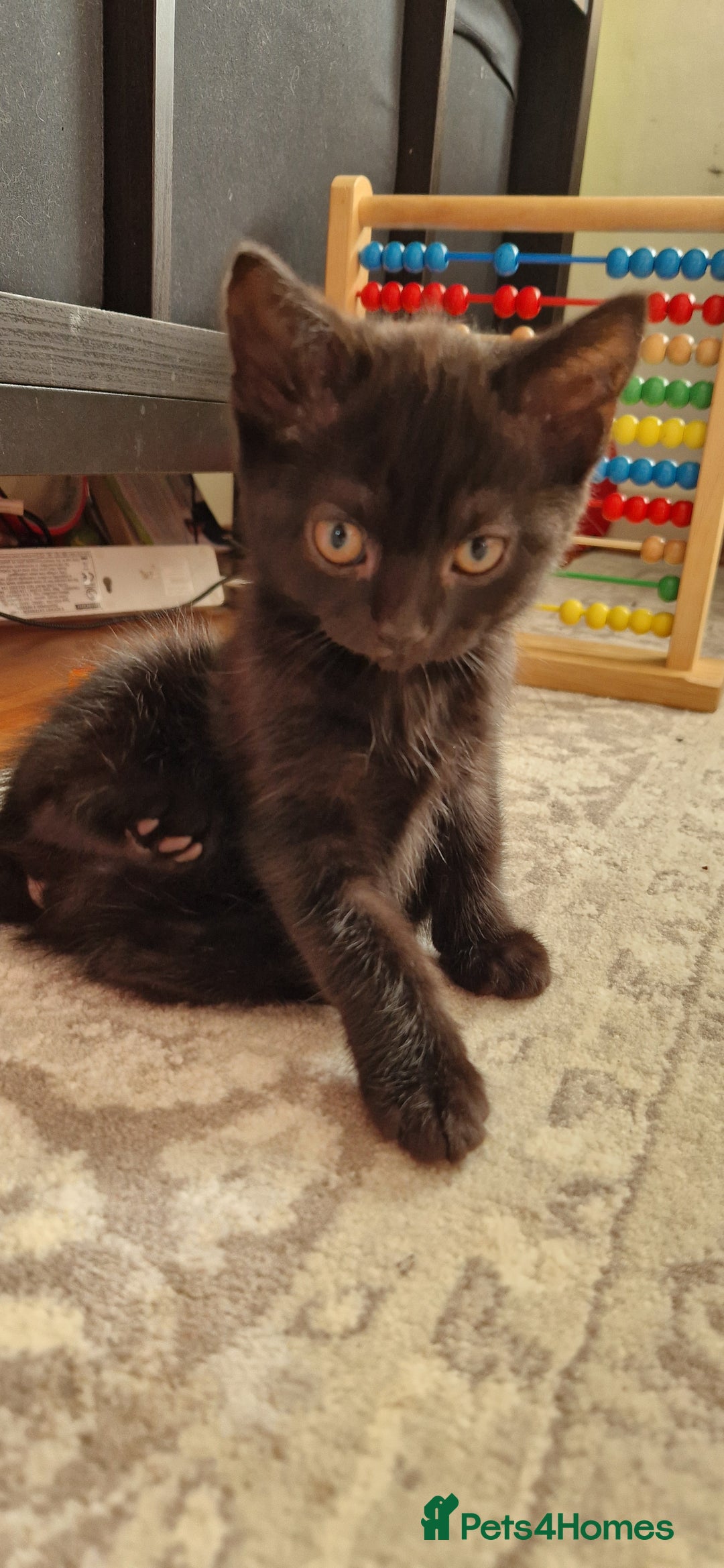 British Shorthair cats for sale: Kitties looking for new homes... - Advert 5