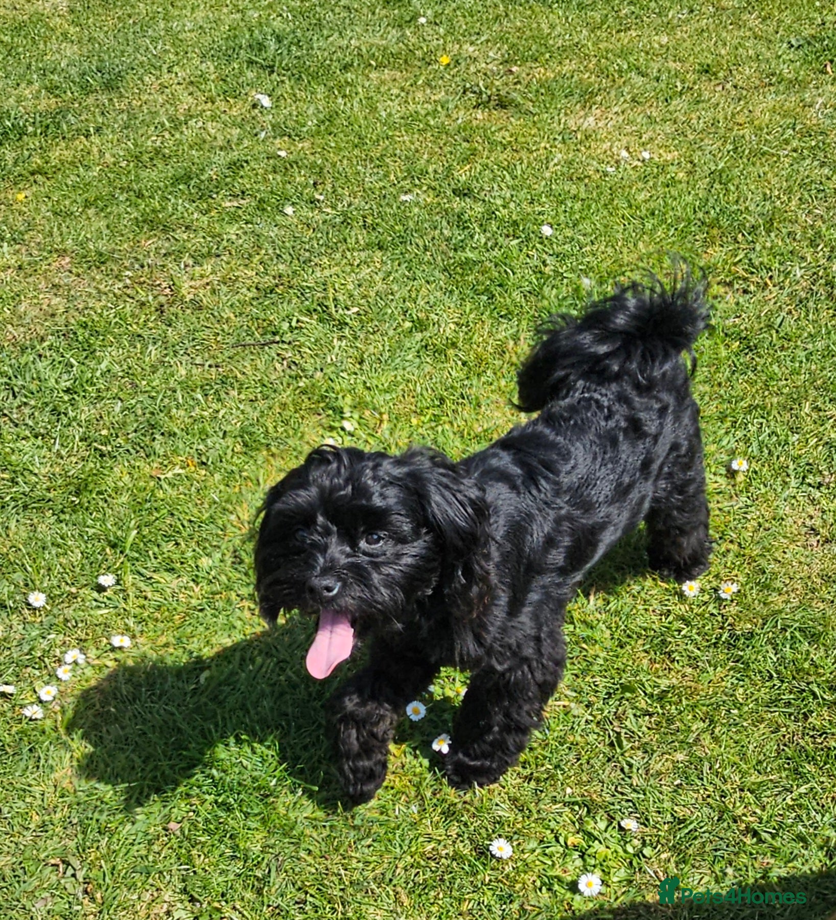 Mixed Breed dogs Shih tzu Mixed - Advert 9
