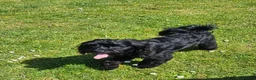 Mixed Breed dogs for sale: Shih tzu Mixed - Advert 1