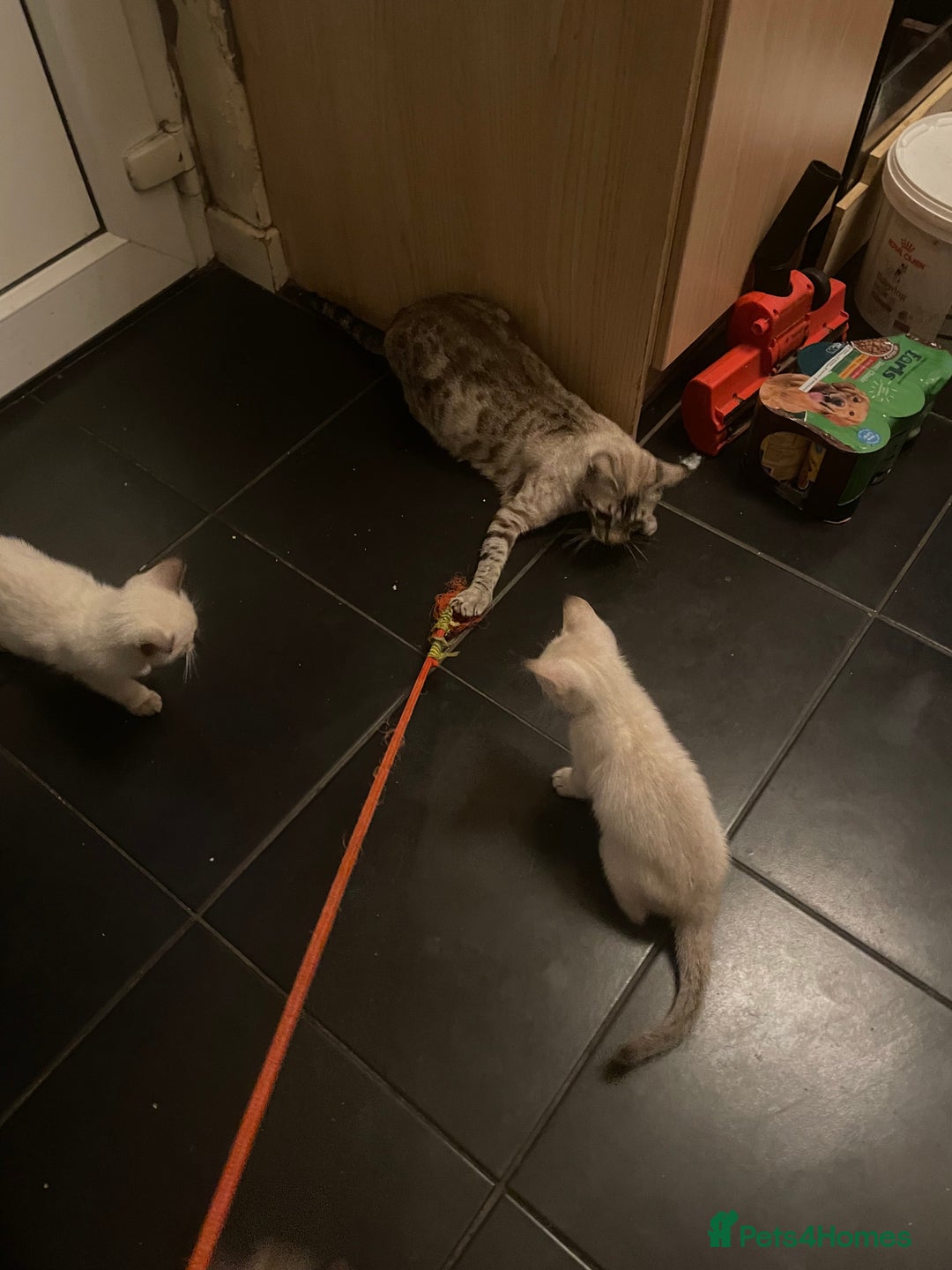 Bengal cats for sale: INTRODUCING 3 ❤️❤️❤️ BEAUTIFUL FELINES  - Image 23