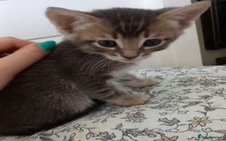 Bengal cats for sale: BENGAL Cross Kittens ♡ BLUE | READY NOW - Image 12