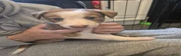 Mixed Breed dogs for sale: Mix breed lurcher and border collie - Advert 1