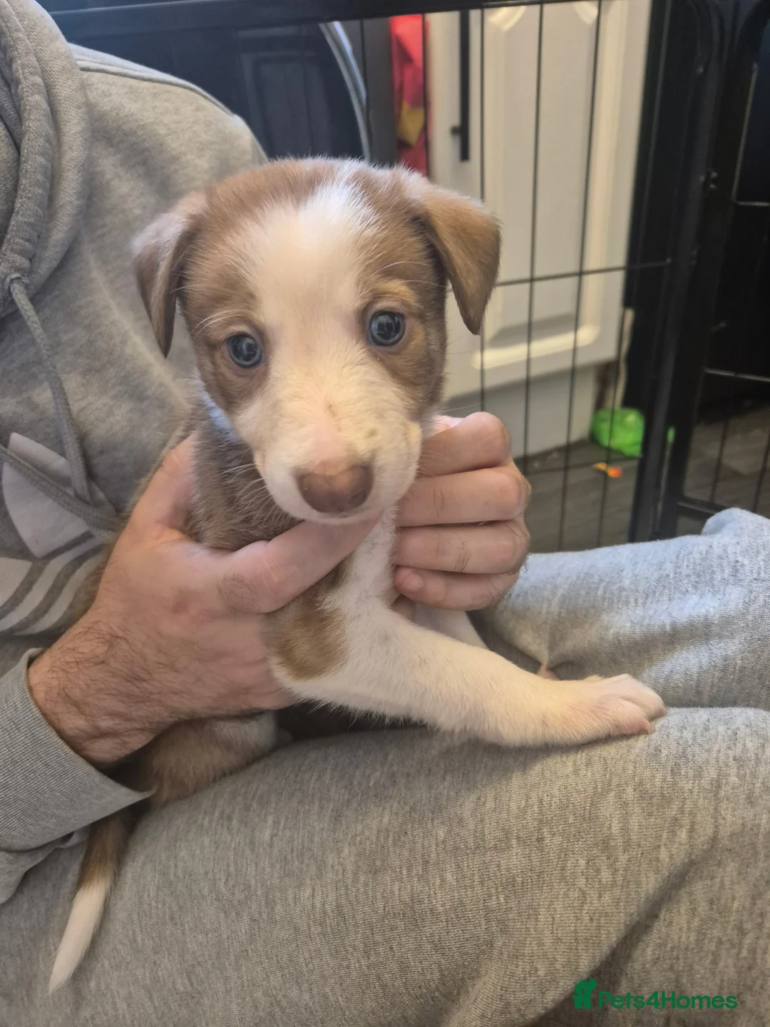 Mixed Breed dogs for sale: Mix breed lurcher and border collie - Advert 1