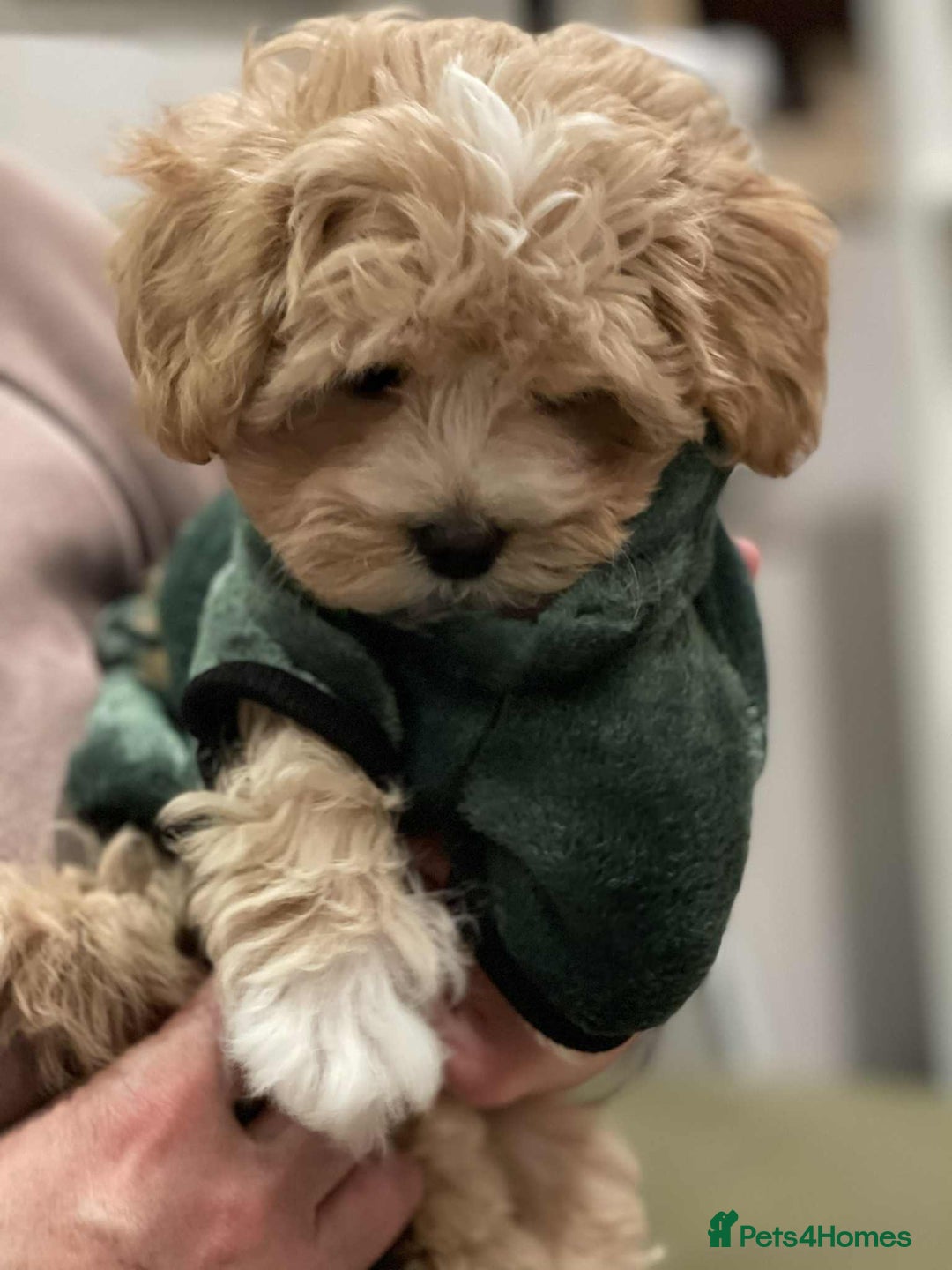 Maltipoo dogs for sale: Maltipoo girl puppy for sale  - Advert 20