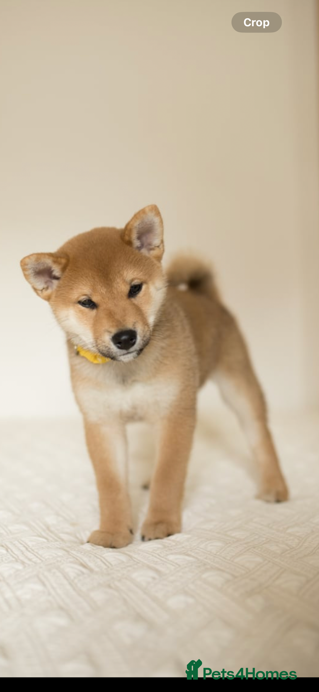 Japanese Shiba Inu dogs for sale: Gorgeous, KC-Registered Shiba Inu Puppies - Advert 5