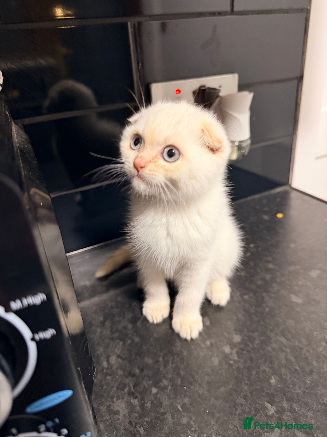 Scottish Fold cats for sale: Sweet Baby Foldie 🐱🐾 - Image 5