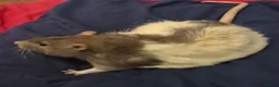 Rat rodents for sale: Male and Female Adult Rats in South Brent - Advert 9
