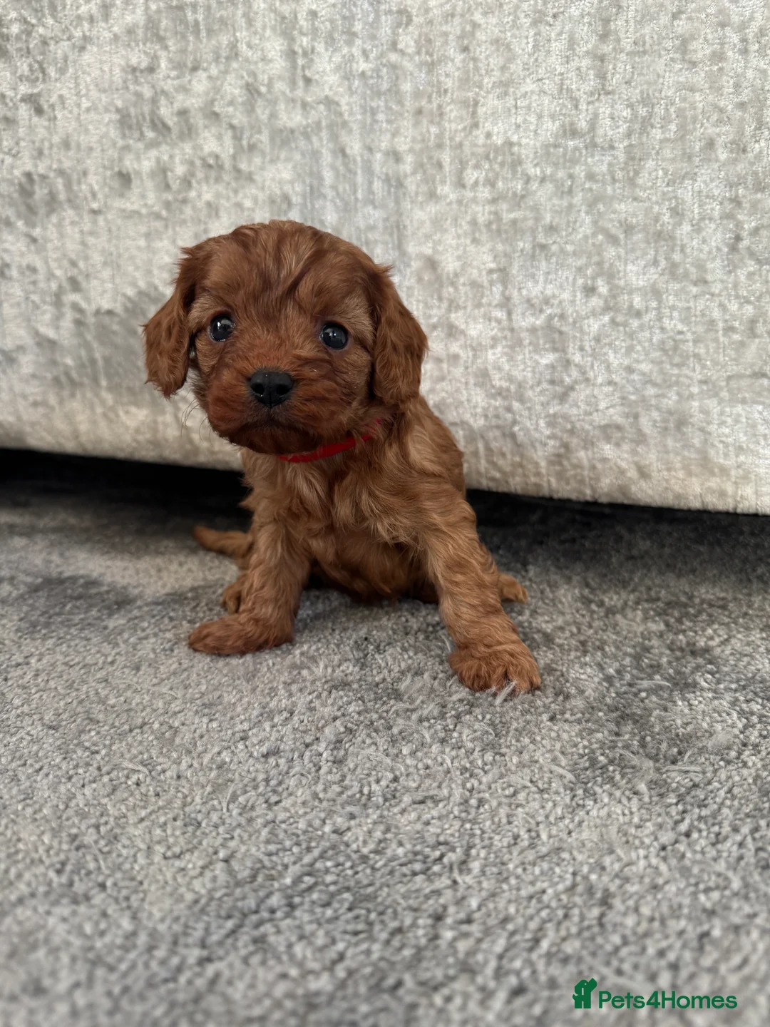 Cavapoo dogs for sale: Superb quality Cavapoo Puppies  - Advert 32