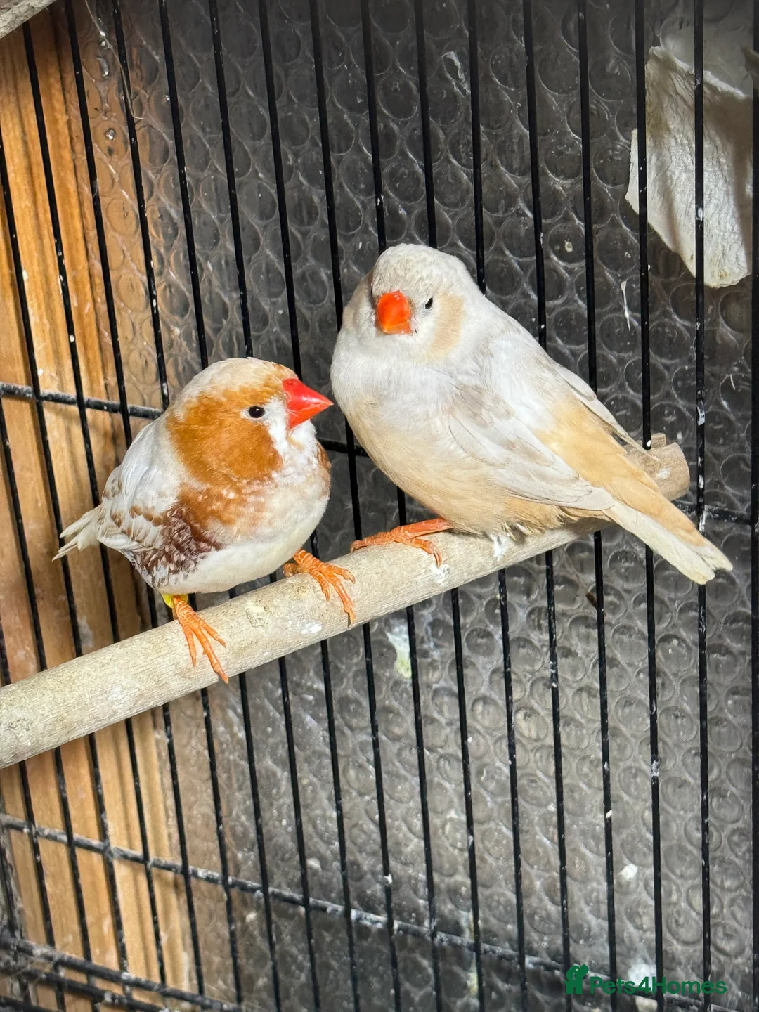 Mixed Breed birds for sale: Zebra Finches  - Advert 4