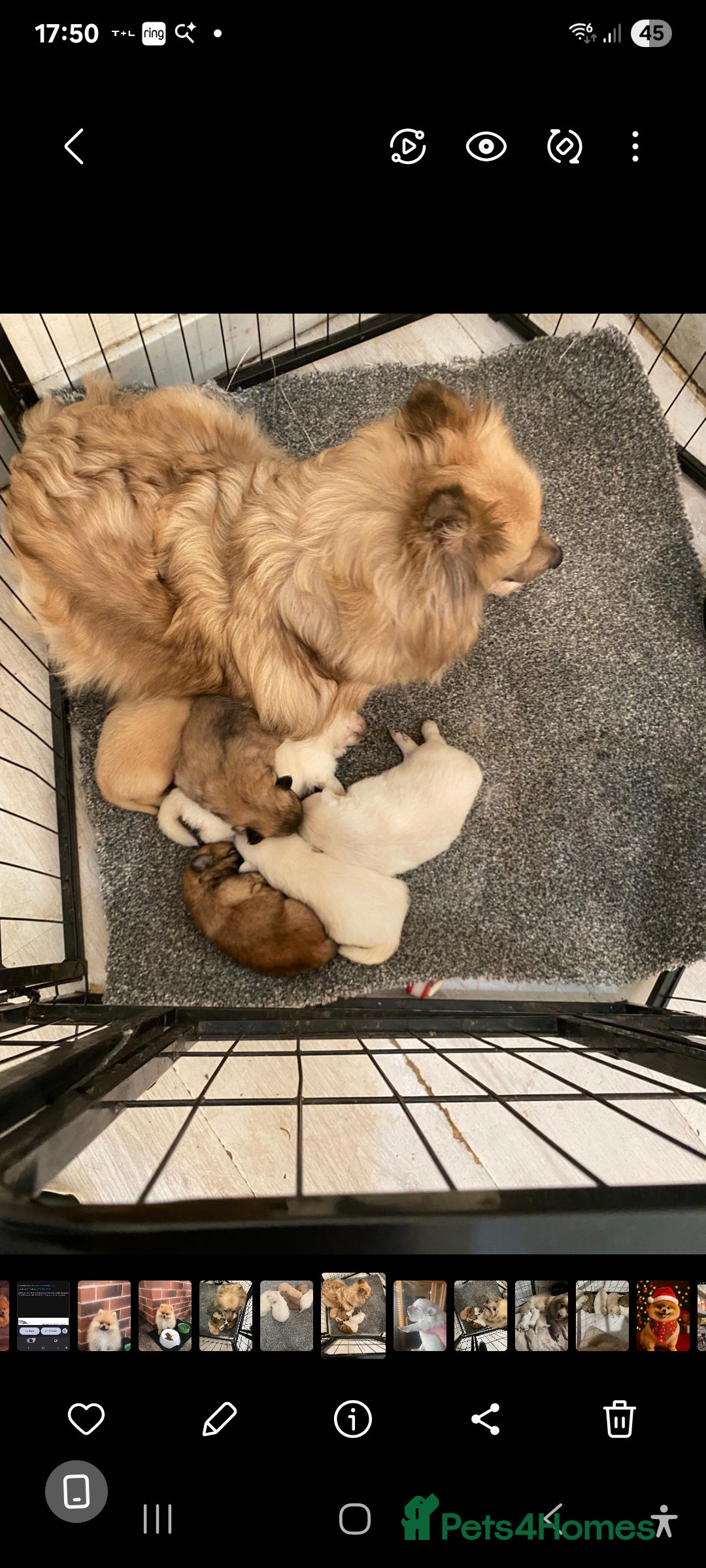 Pomeranian dogs for sale: Pomeraniums  - Advert 27