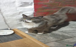Mixed Breed cats for sale: Beautiful girl gray & white  - Image 10