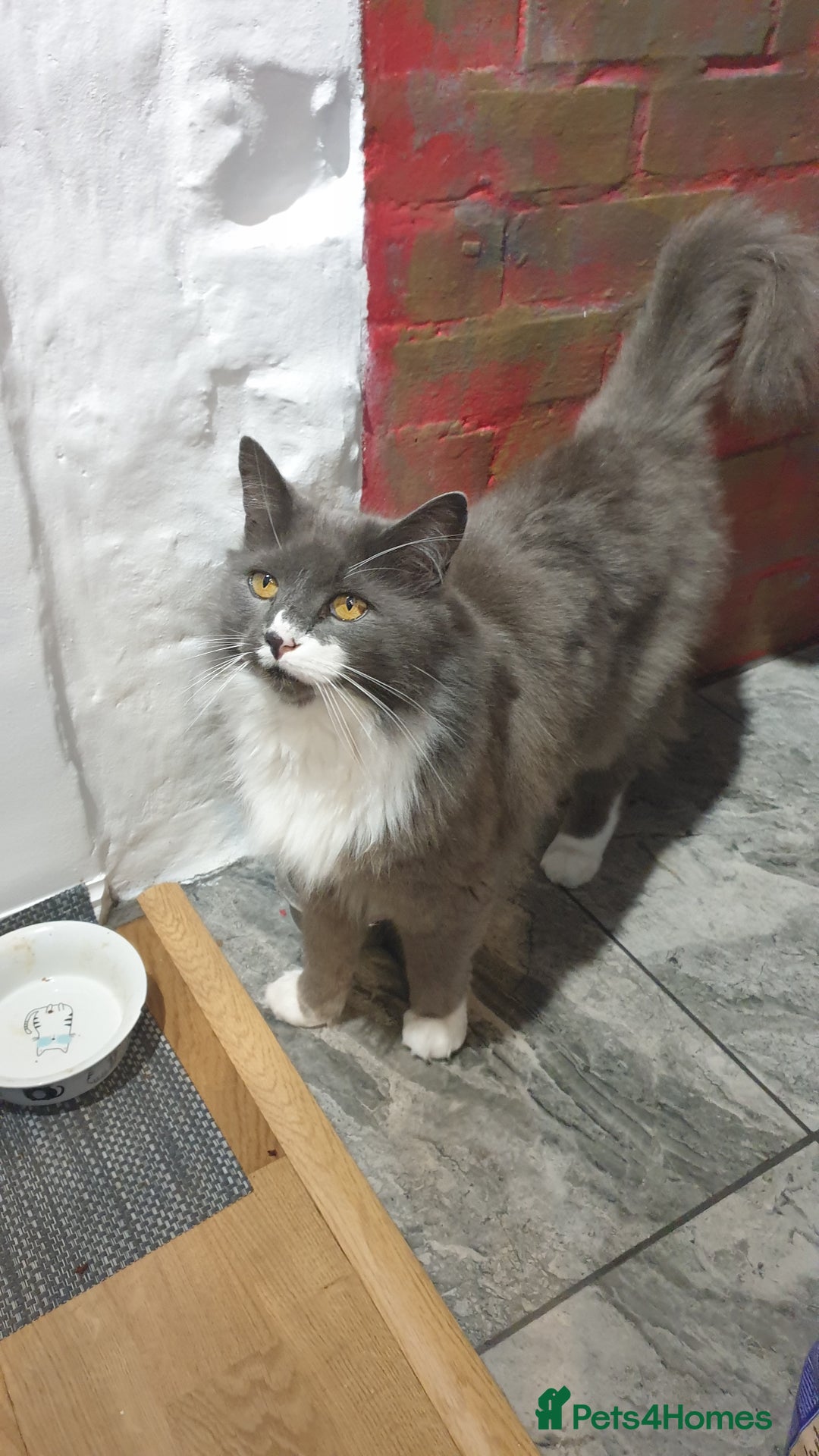 Mixed Breed cats for sale: Beautiful girl gray & white  - Image 10