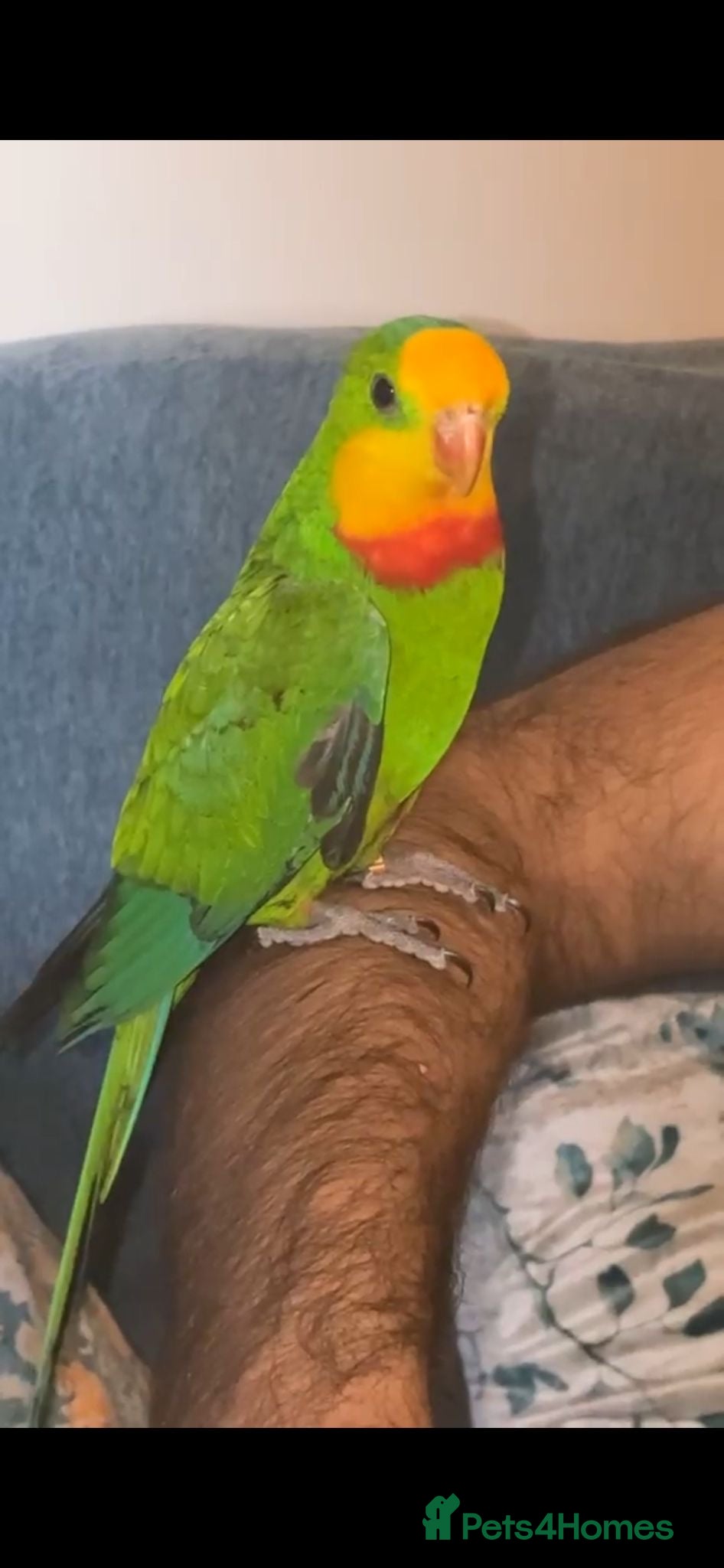 Ringnecks birds Stunning Tame Baraband Parakeet - Advert 13