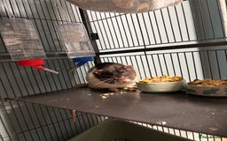 Rat rodents for sale: Four cute friendly brothers  - Advert 1