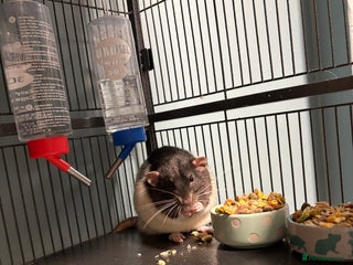 Rat rodents for sale: Four cute friendly brothers - Advert 1