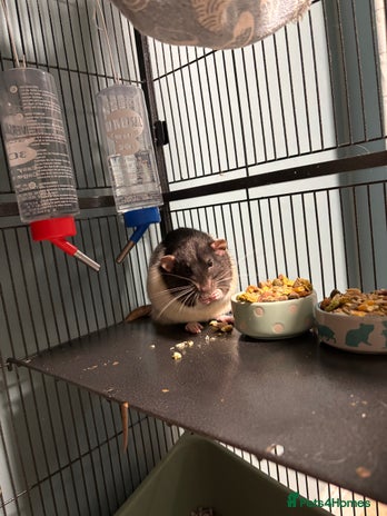 Rat rodents Four cute friendly brothers - Advert 1