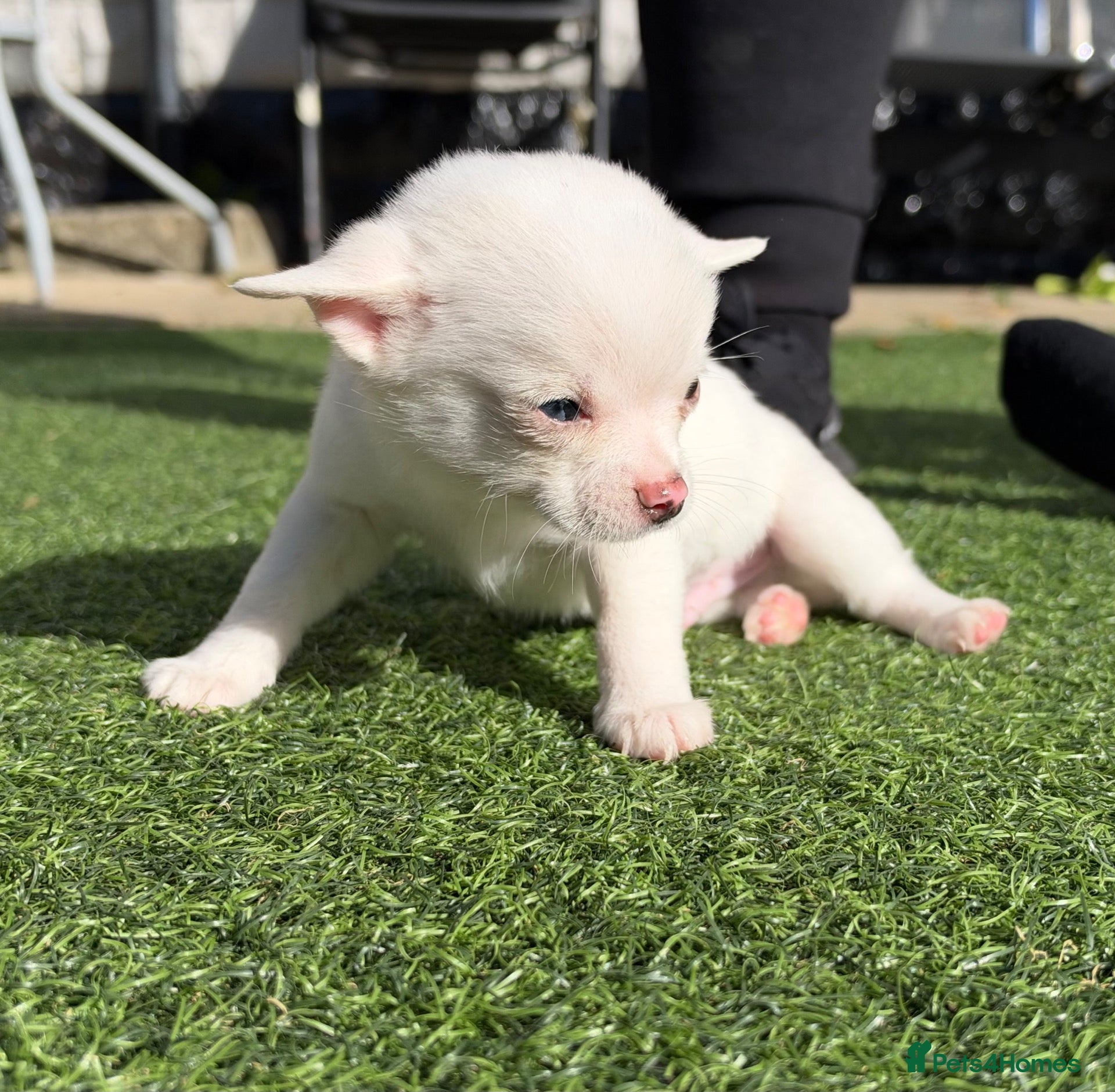 Pomchi dogs Pomchi puppies looking for their forever home 🏠🐶 - Advert 2
