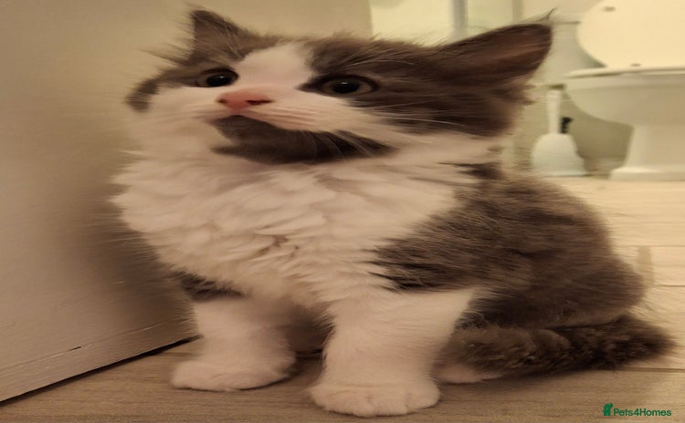 Ragdoll cats - Advert 4
