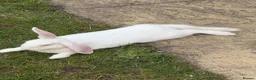 Mini Lop rabbits for sale: Beautiful rabbits  - Advert 5