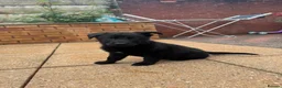 German Shepherd dogs for sale: BLACK TOP QUALITY CZECH GERMAN SHEPHERD PUPPY!! - Advert 11
