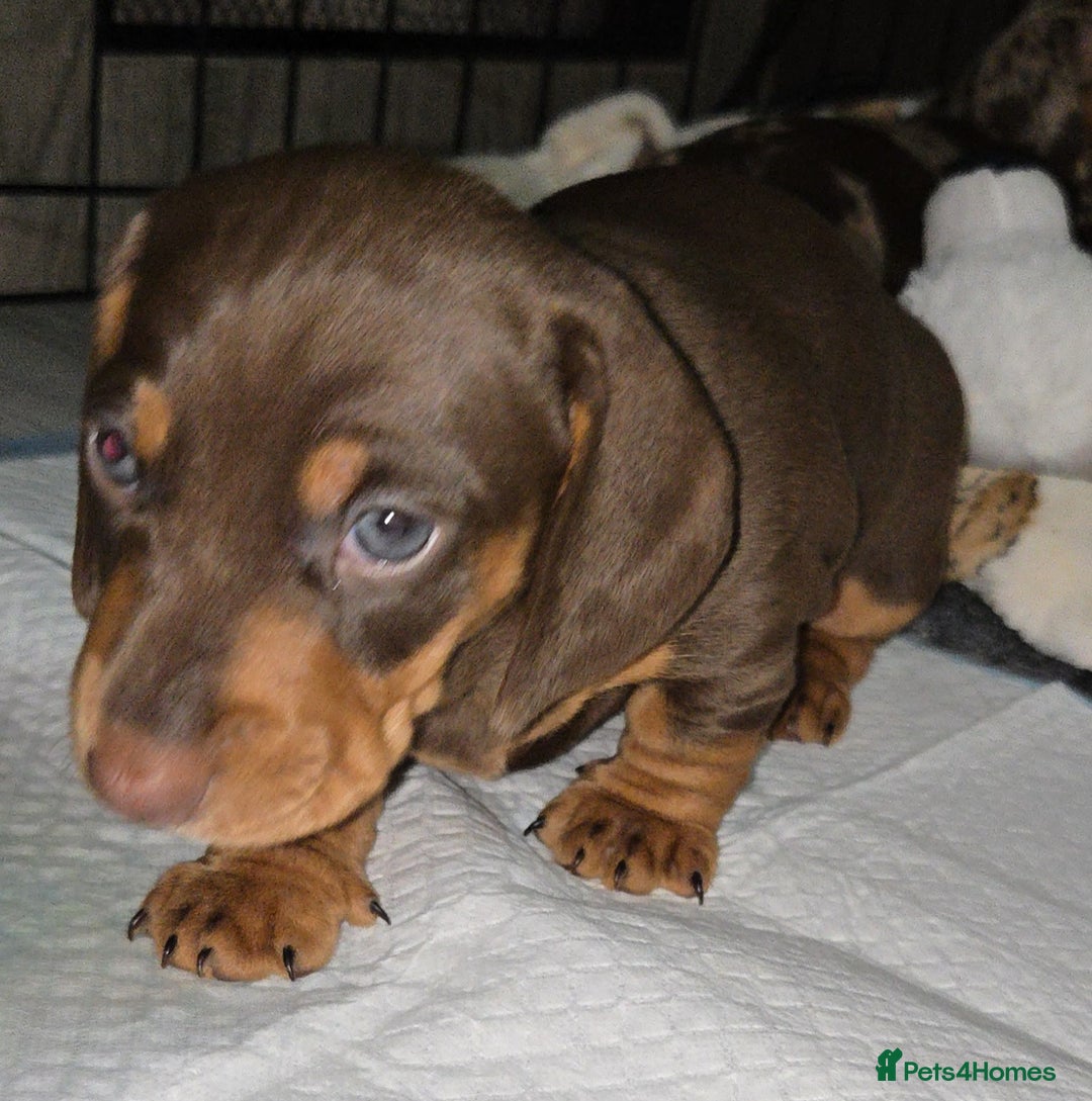 Dachshund dogs for sale: Beautiful KC REG dachshund pups - Advert 20