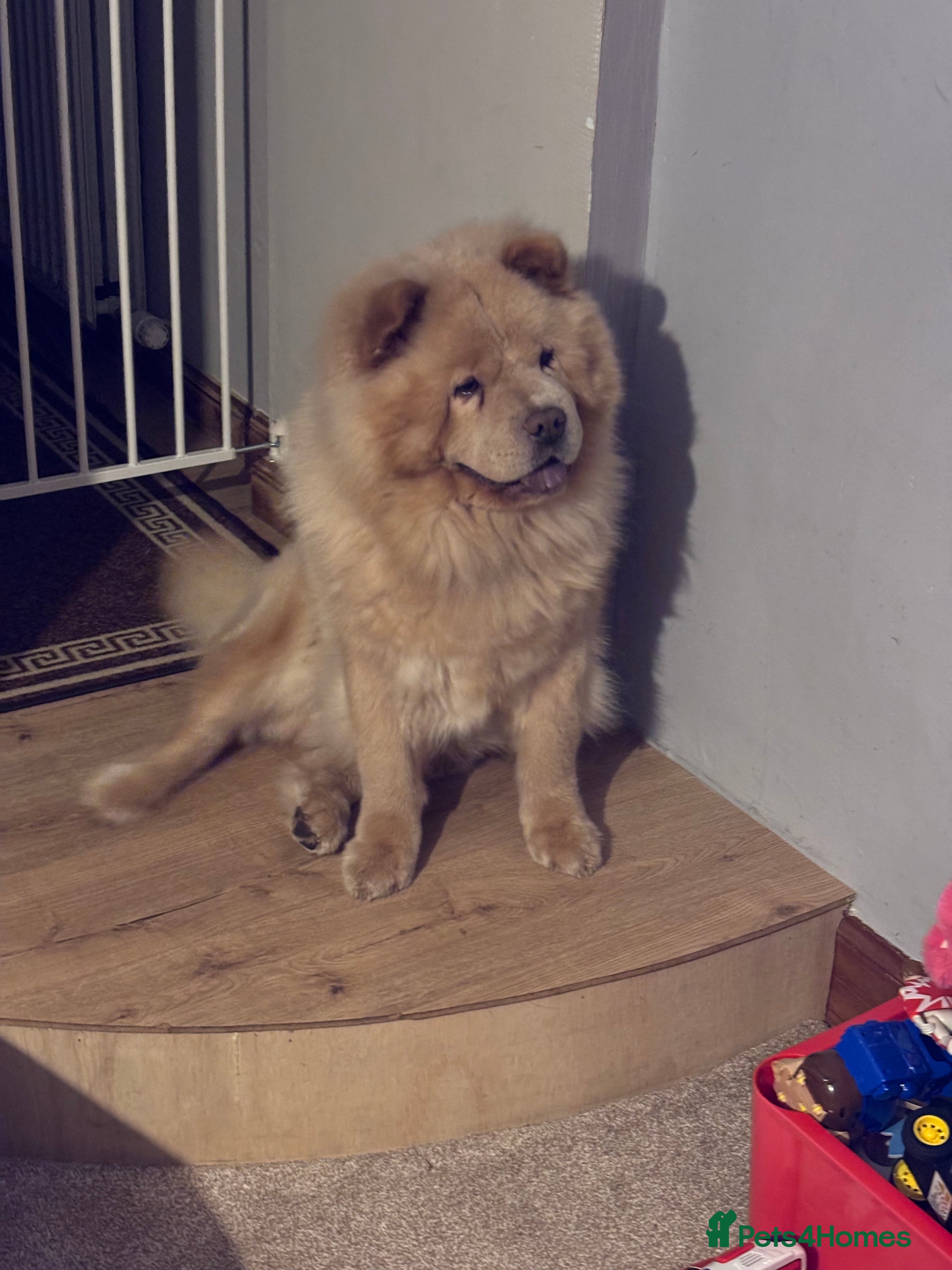 Chow Chow dogs Male chow chow  - Advert 10