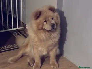 Chow Chow dogs Male chow chow - Advert 10