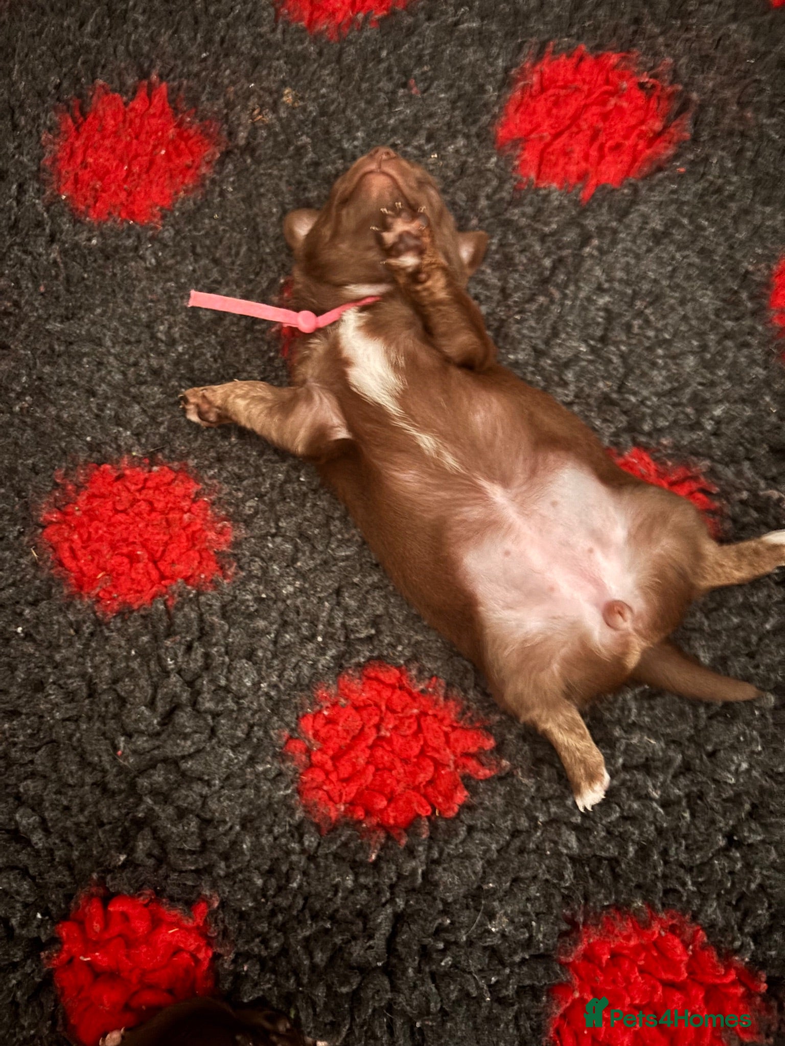 Chihuahua dogs Pure bred apple head chihuahuas ! 💕250 deposit  - Advert 2