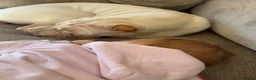 Shar Pei dogs for sale: Shar-pei in Washington - Advert 12