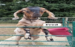 Goats livestock for sale: Registered Anglo Nubian Goats - Image 2