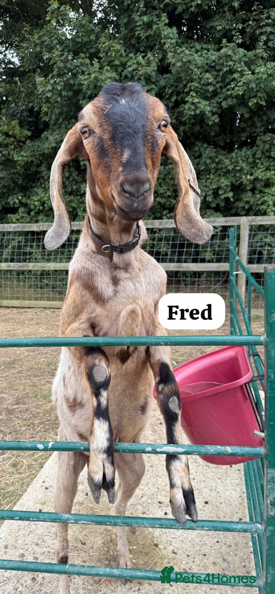 Goats livestock for sale: Registered Anglo Nubian Goats - Image 2