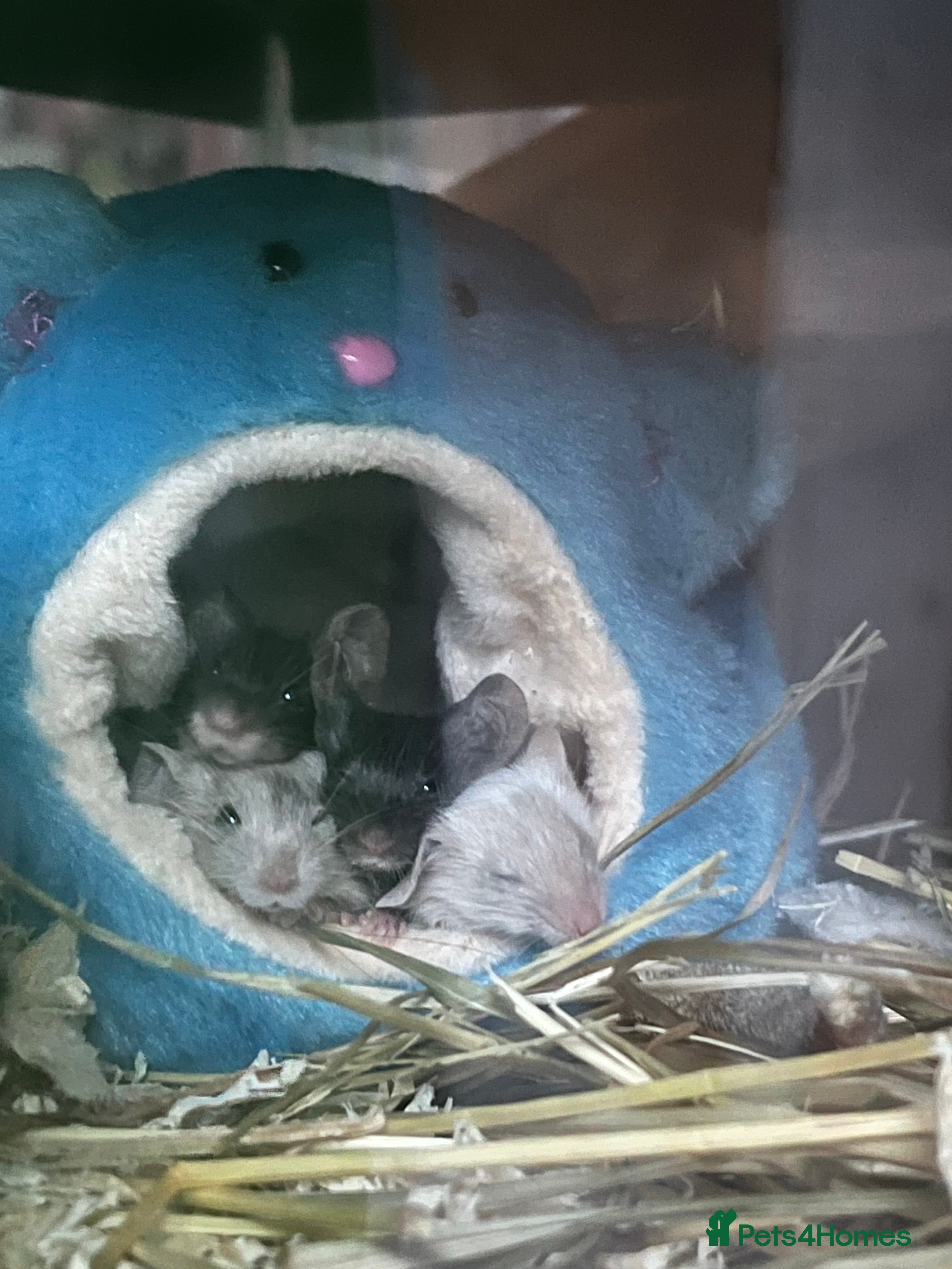 Mouse rodents Beautiful baby mice mixed sex  - Advert 10