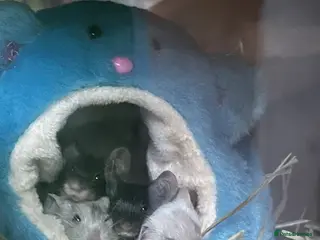 Mouse rodents Beautiful baby mice mixed sex - Advert 11