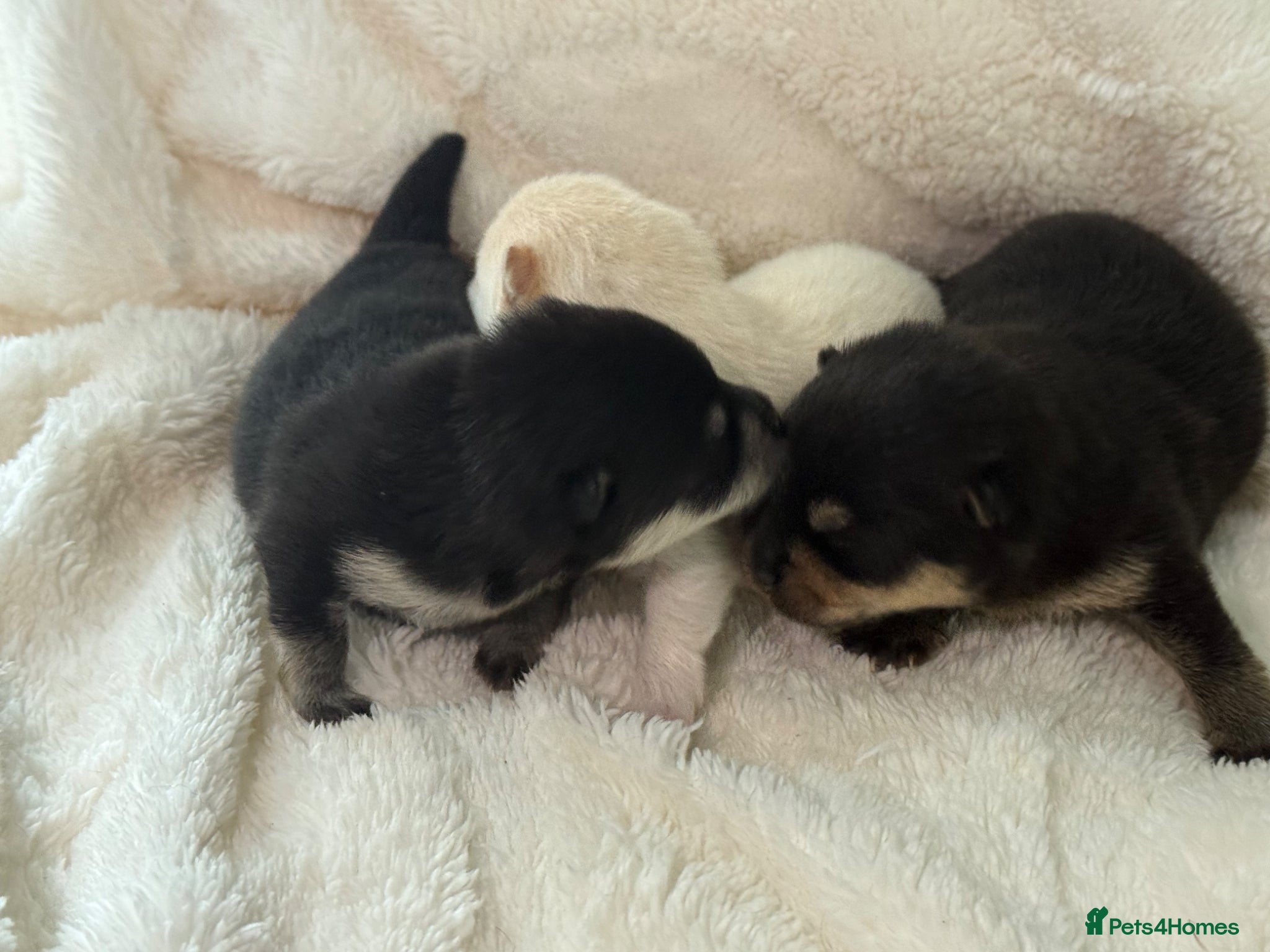 Pomsky dogs Stunning F1B Pomsky Girls - Advert 2