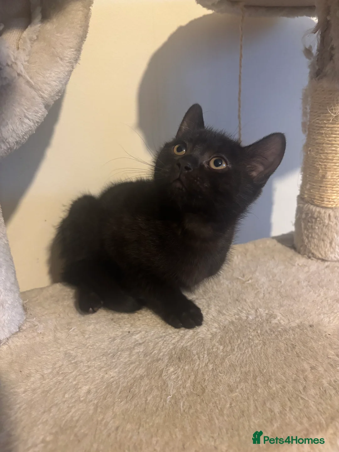 Mixed Breed cats for sale: 3 Beautiful Kittens  - Advert 9