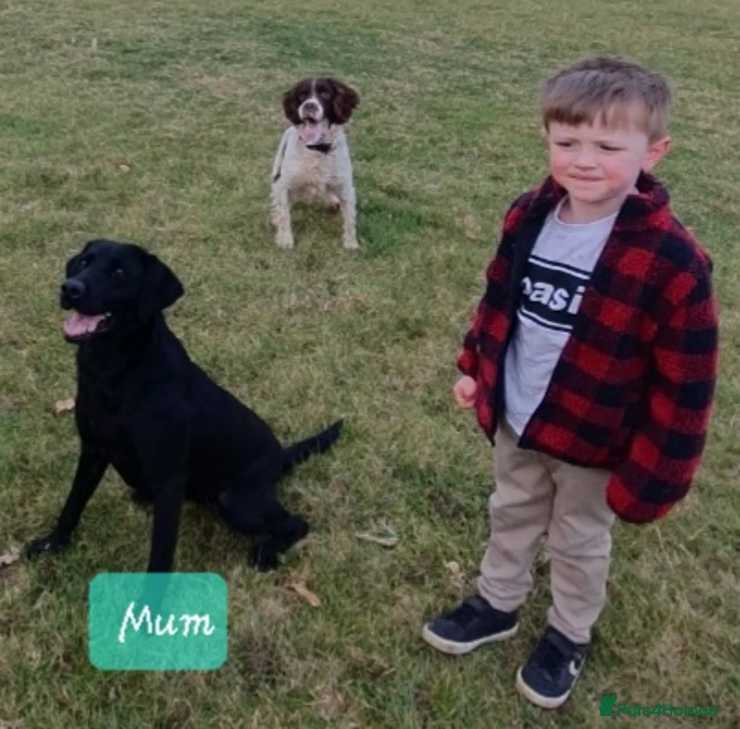 Labrador Retriever dogs for sale: Black Labrador Puppies  - Advert 17