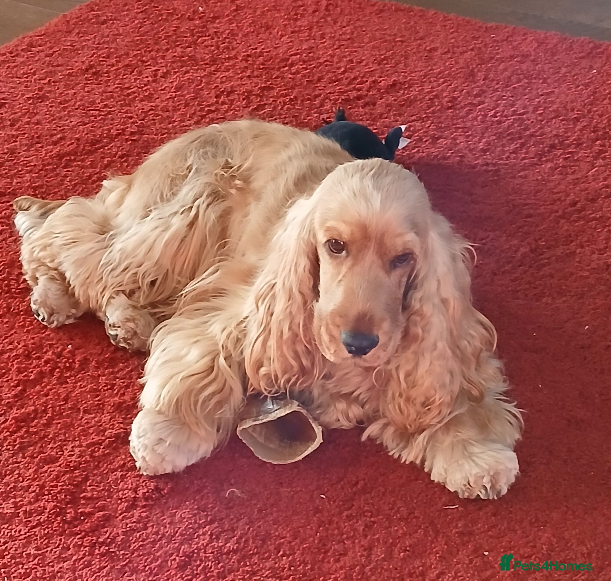 Cocker Spaniel dogs Show Type cocker puppies - Advert 1