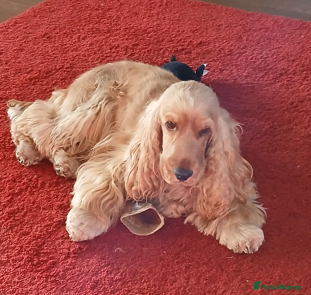 Cocker Spaniel dogs for sale: Show Type cocker puppies - Advert 1