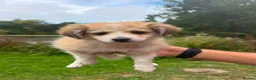 Pomeranian dogs for sale: 3 Pomeranian Puppies Ready in Preston - Advert 8