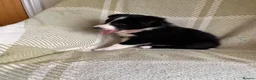 Border Collie dogs for sale: KC/ISDS Registered Beautiful Border Collie Pups - Advert 11